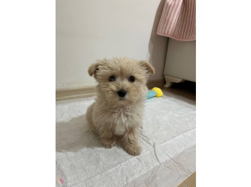 Acilinden sahiplendiriyorum 