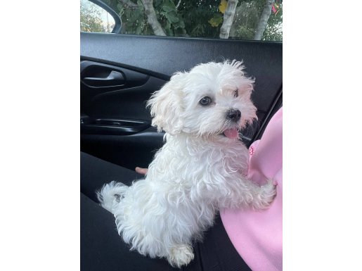 Aşıları Tam Çipli Karneli Mükemmel Yavrumuz