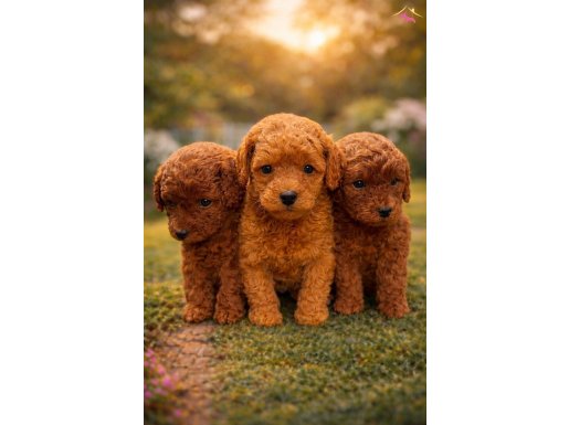 YENİ YUVASINI ARAYAN SEVGİ TOPU POODLE YAVRU