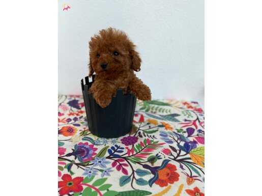 2 Aylık Mini Poodle yavru - Yeni Yuvasını Arıyor
