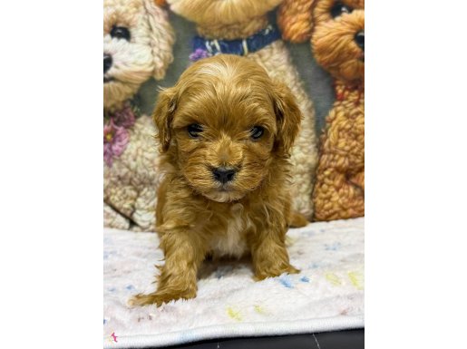 MALTİPOO YAVRU KÖPEK - AİLE DOSTU OYUNCU 