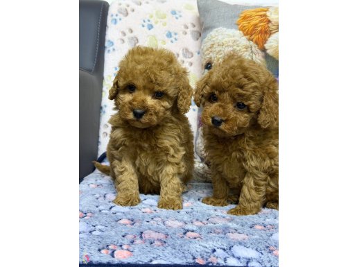 Safkan Kore Poodle Yavrularımız Yeni Yuvalarını Arıyor  