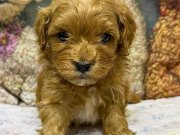 MALTİPOO YAVRU KÖPEK - AİLE DOSTU OYUNCU 