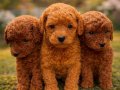 YENİ YUVASINI ARAYAN SEVGİ TOPU POODLE YAVRU