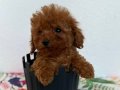 2 Aylık Mini Poodle yavru - Yeni Yuvasını Arıyor