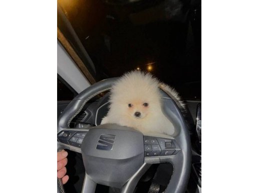 Beyaz Peluş 3 Aylık Orijinal Pomeranian Boo Yavrusu