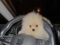 Beyaz Peluş 3 Aylık Orijinal Pomeranian Boo Yavrusu