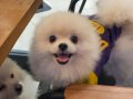 Teacup pomeranian