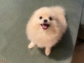 Teacup pomeranian