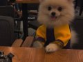 Teacup pomeranian