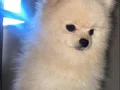 Teacup pomeranian