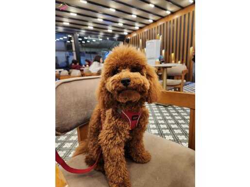 7Aylık Toy Poodle 
