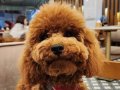 7Aylık Toy Poodle 