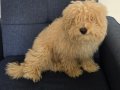 Maltipoo erkek