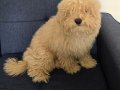 Maltipoo erkek