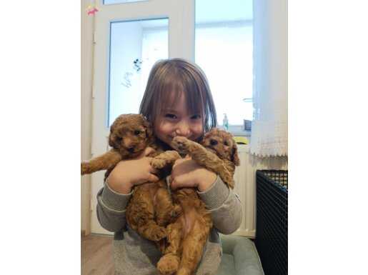 Ev Üretim Orj. Max 2.5 kg toy poodle dişi