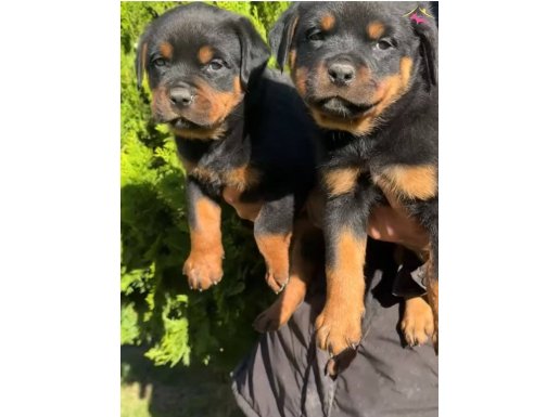 Macar Rotwailer yavrularımız 