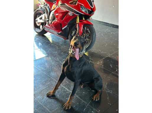 İşimden dolayı köpeğe ilgi gösteremiyorum çok fazla 