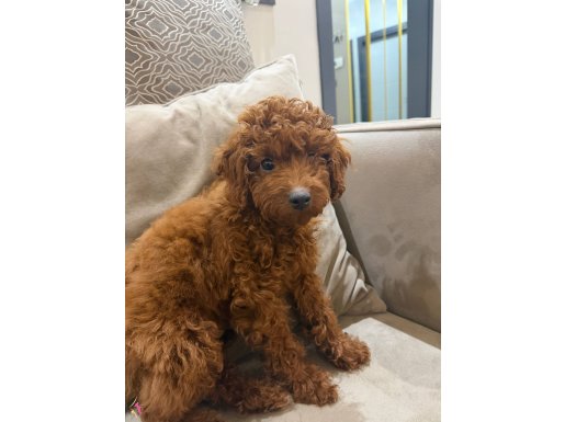 Tuvalet eğitimli bebeğimize yuva arıyoruz