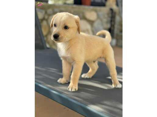 erkek golden yavrumuz sahiplendirelecek