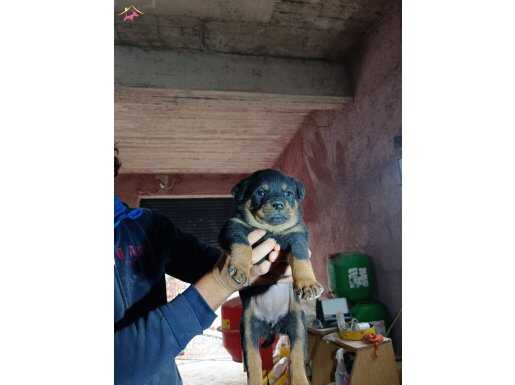 45 Günlük Yavru Rottweiler 