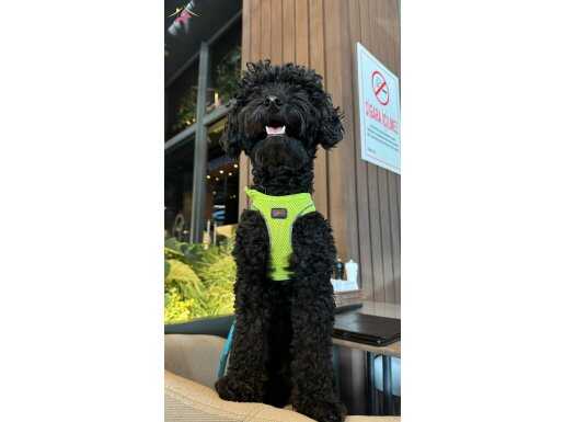 4 yaşında siyah Poodle