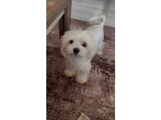 1 YAŞINDA TUVALET EĞİTİMLİ KOREAN MALTESE 