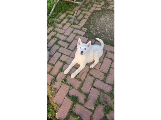 Beyaz renk dişi ve erkek yavru Husky 