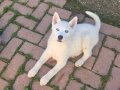 Beyaz renk dişi ve erkek yavru Husky 