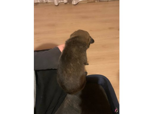 1 aylık saf yavru uyguna verilecektir