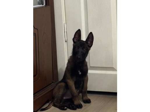 A kalite erkek maskeli malinos yavrusu