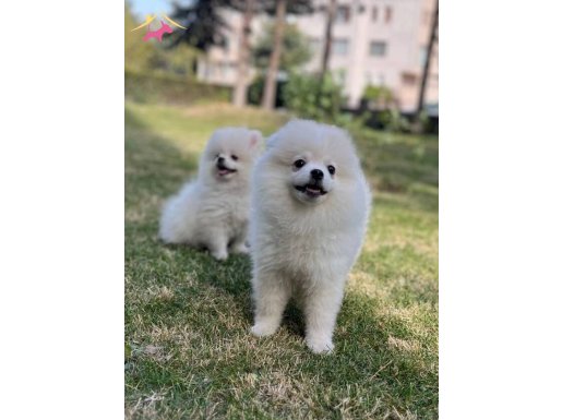 KAR BEYAZI YAVRULARIM