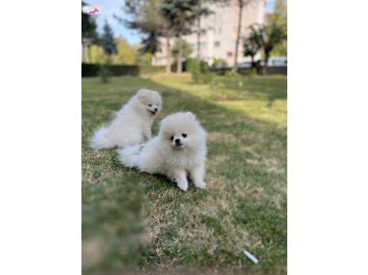 KAR BEYAZI YAVRULARIM 