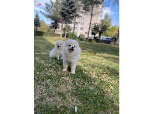 KAR BEYAZI YAVRULARIM