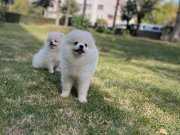 KAR BEYAZI YAVRULARIM