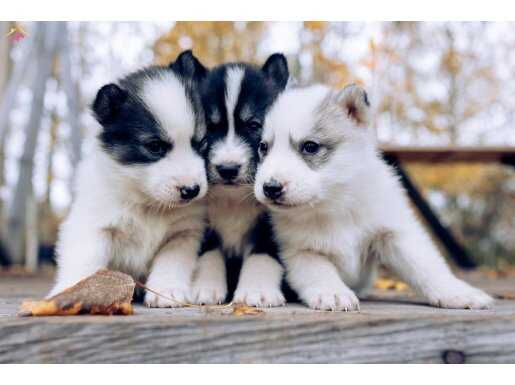 Anne Altından Safkan HUSKY Bebekler