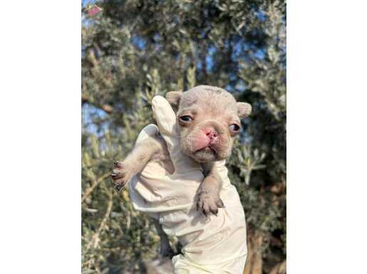 Anne Altından safkan French Bulldog bebekler