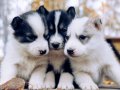Anne Altından Safkan HUSKY Bebekler