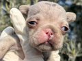 Anne Altından safkan French Bulldog bebekler