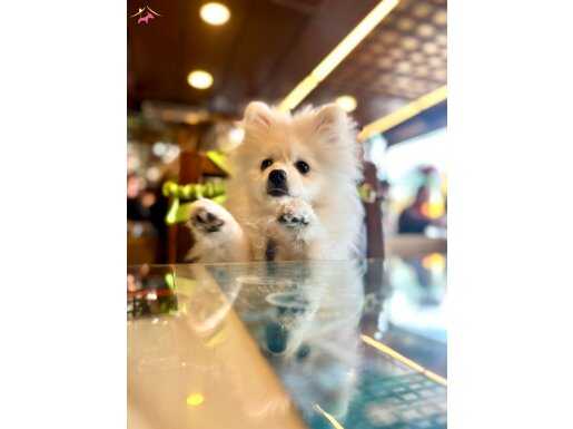 5 aylık çip ve aşıları yapıldı