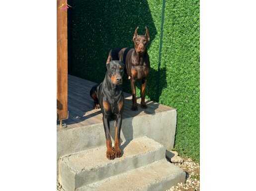 SİYAH DİŞİ SCRLİ YAVRU