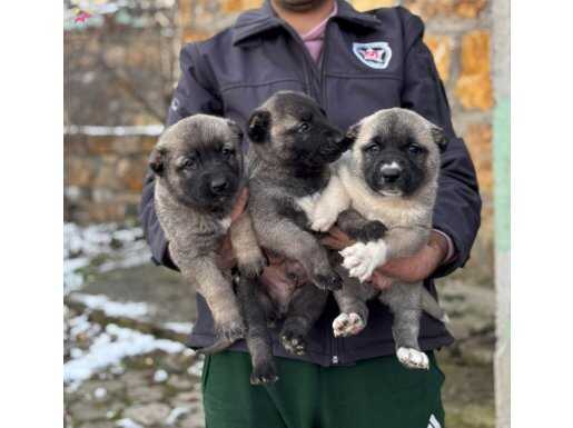 Satılık Kaliteli kangal Yavrular 