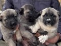 Satılık Kaliteli kangal Yavrular 