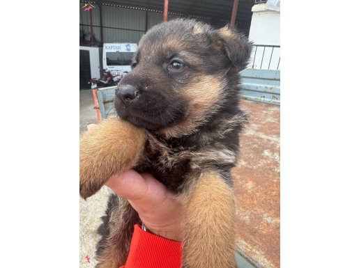 Alman kurdunun tum ozelliklerini tasimaktadir