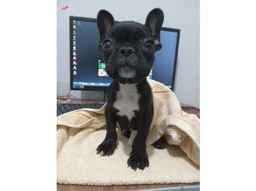 Siyah French Bulldog
