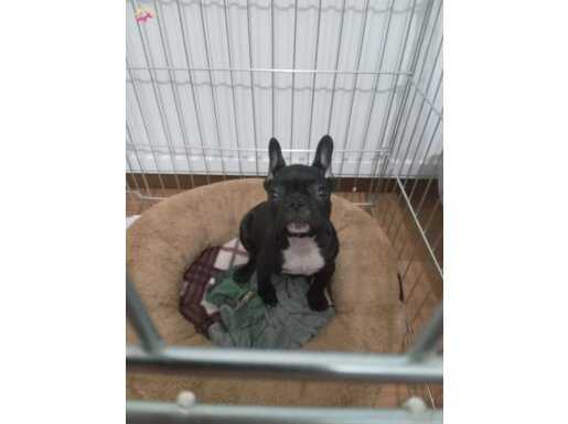 oğluma yeni yuvasını arıyoruz.