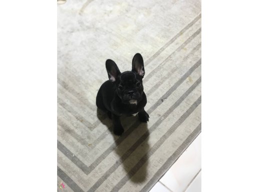 kuyruksuz dişi safkan yavru acill