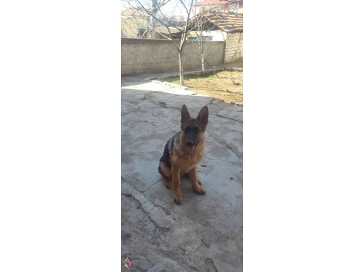 Yüksek derecede sosyal enerjik uyumlu a kalite