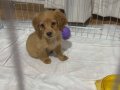 2.5 aylık dişi yavru English Cocker