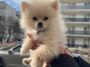 2 aylık sevimli yavrumuz erkek yuva arıyoruz 